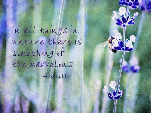 bee-and-lavender-with-quote-marion-mccristall
