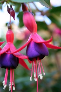 fuschias