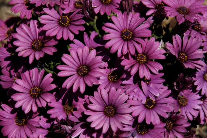 purple-daisy